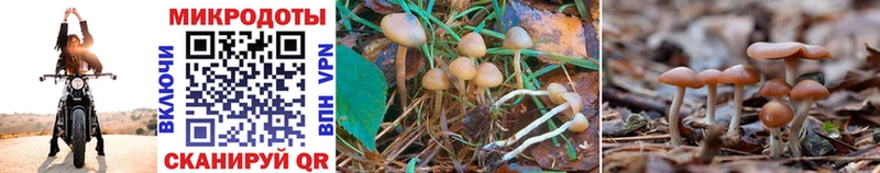 Псилоцибиновые грибы Psilocybine cubensis  как найти наркотики  Екатеринбург 